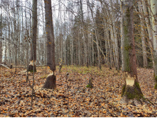 IMG 20211023 120645-01.jpeg