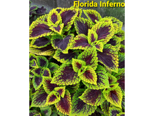 Florida Inferno - 100 ���.