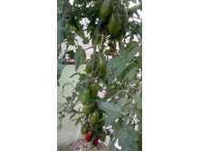 �������� ������