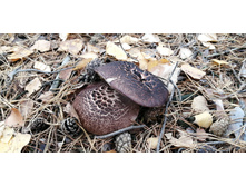 IMG 20211016 095434.jpg