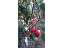 ���������� ������� ��������