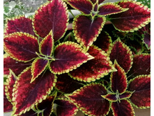 Walter Turner (�.�.) - 150 ���.