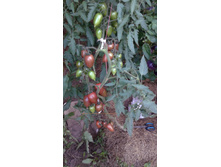 ������� ������� ��������