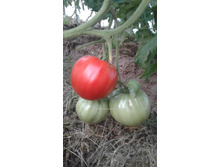 ����� �����