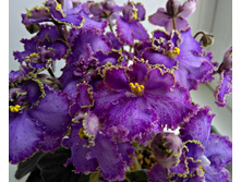 Rob`s Hippity Hop.jpg (�������) - 150 ���.