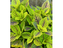 Nevada - 100 ���.