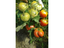 ������� �����