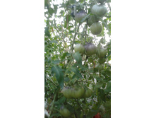 ����� �����