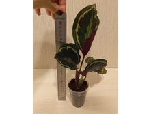 ������� �������� - 400 ���.