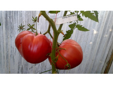 ������� ����