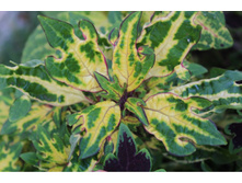 Glass House Works (�.�.) - 150 ���.