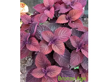 Bronze Age - 100 ���.