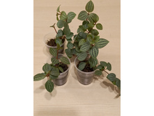 ��������� �������, ����������� �������