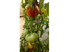 ������� ����� ������