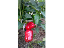 ���������� �������