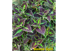 ������ Bonnie Gold (�������) - 100 ���.