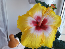 ������ No1