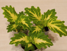 Glass House Works - 150 ���.