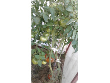 ��������� �������