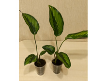 ������� ��������� - 400 ���.