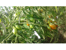 �������� ������� ��������