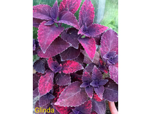 Glinda (�������) - 100 ���.