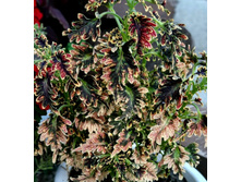 UTS Cooper Coral (�������) - 200 ���.