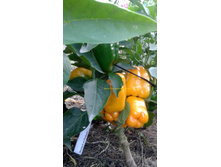 ������ �� ������