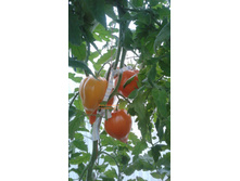 ������ ���