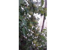 ����������� �� ����