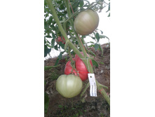 ��������� �������������