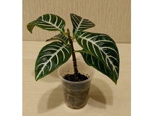 ��������� - 300 ���.