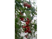 ������� ��������