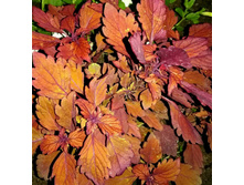 Spitfire - 150 ���.