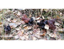 IMG 20211030 132430.jpg