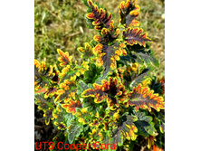 UTS Cooper Coral - 200 ���.