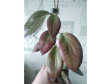 Hoya Hellwigiana.