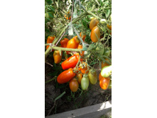 ������� ����