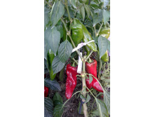 ������� ������