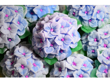 ��������� � ������