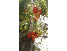 �������� �����