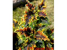 UTS Cooper Coral - 200 ���.