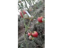 ����������� �����