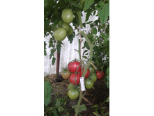 ������� �������