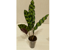 ������� ���������� - 600 ���.