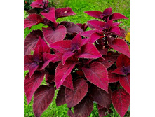 Glinda - 100 ���.