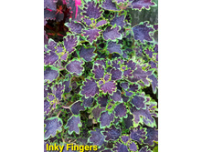 Inky Fingers - 100 ���.