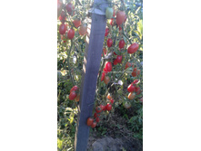 ������ ����