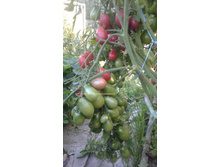 ������� ����