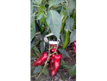 ����� ���������